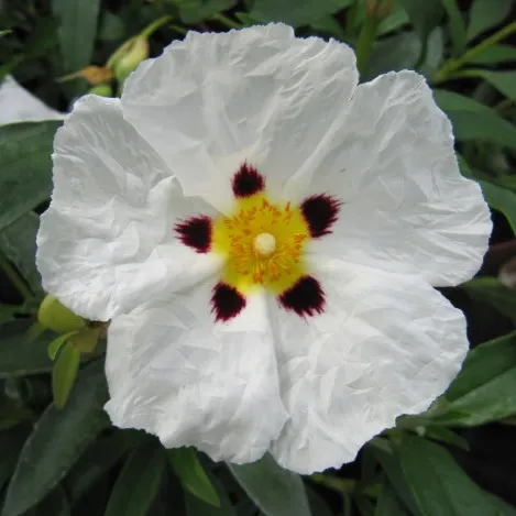 Passion Vivaces Cistus purpureus Alan Fradd arbuste pot 1 L fleur blanche
