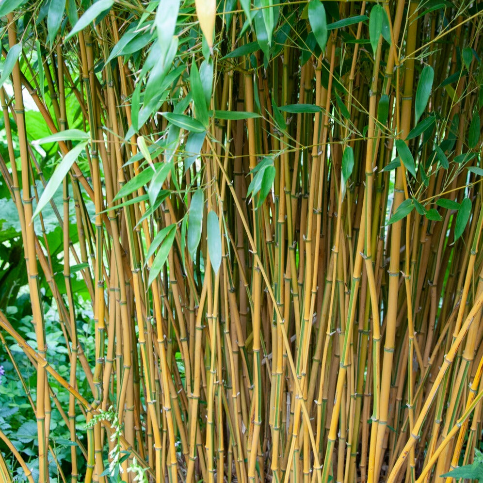Bakker Bambou traçant panaché pot 2L 40-50cm jaune