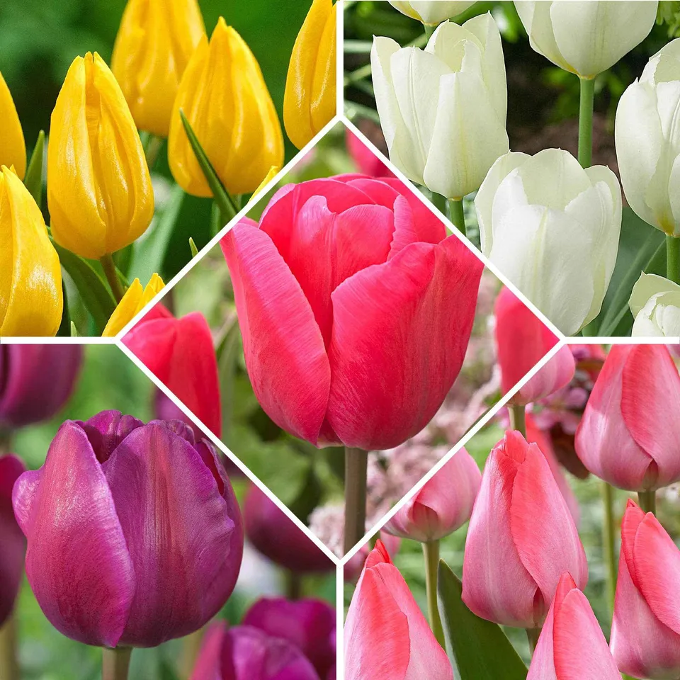 Bakker Bulbes à fleurs Happy Garden 50 tulipes en mélange