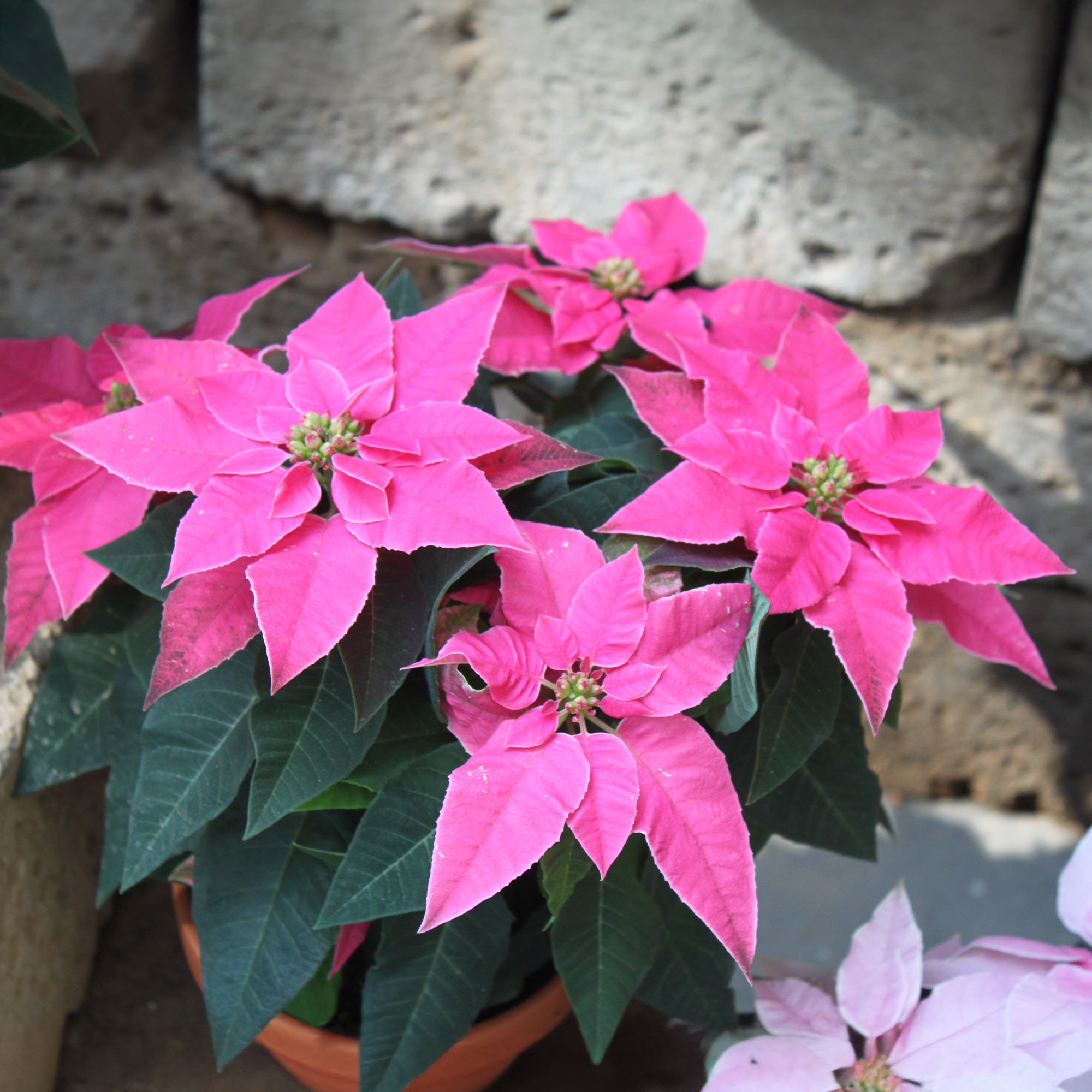 Bakker Poinsettia Rose pot Ø 10,5cm intérieur