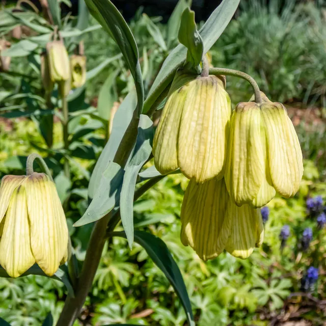 Bakker Bulbes à fleurs Fritillaire pallidiflora jaune 2 bulbes