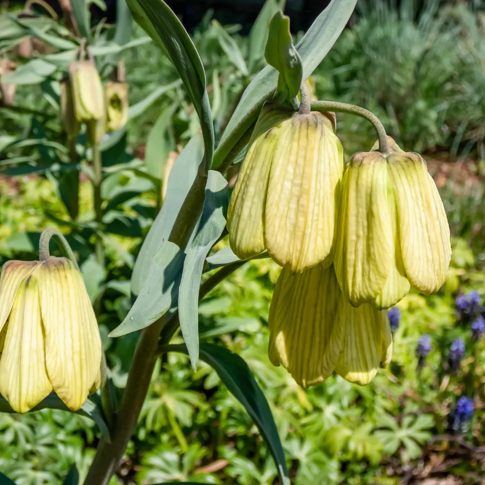 Bakker Bulbes à fleurs Fritillaire pallidiflora jaune 2 bulbes