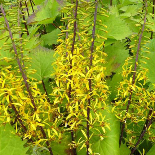 Bakker Ligulaire The Rocket vivace jaune pot 9cm