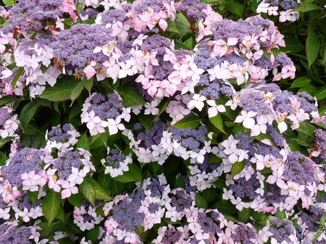 Les Hortensias du Haut Bois Grayswood hortensia serrata fleurs plates