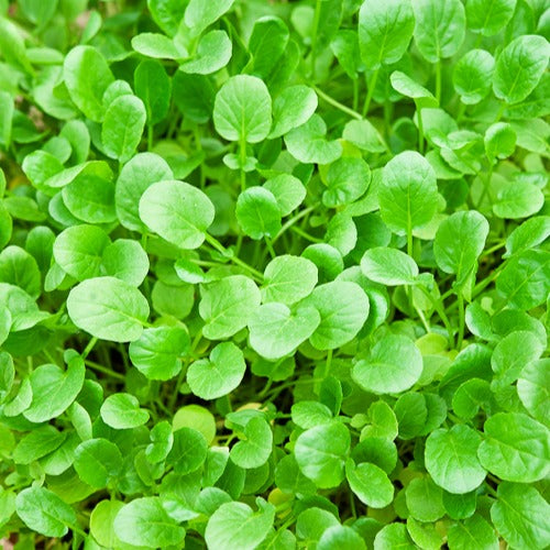 Bakker Cresson de jardin graines sachet 5 g 2000 graines