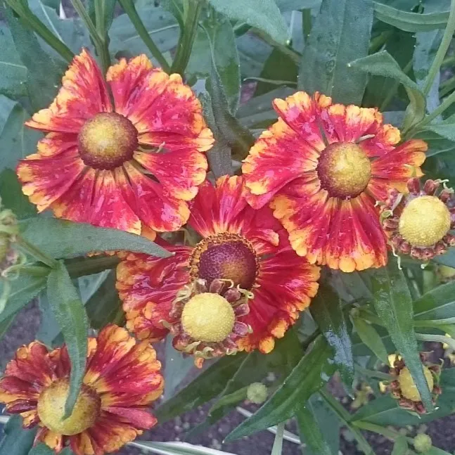 Passion Vivaces Helenium Ragamuffin plante vivace godet rouge jaune