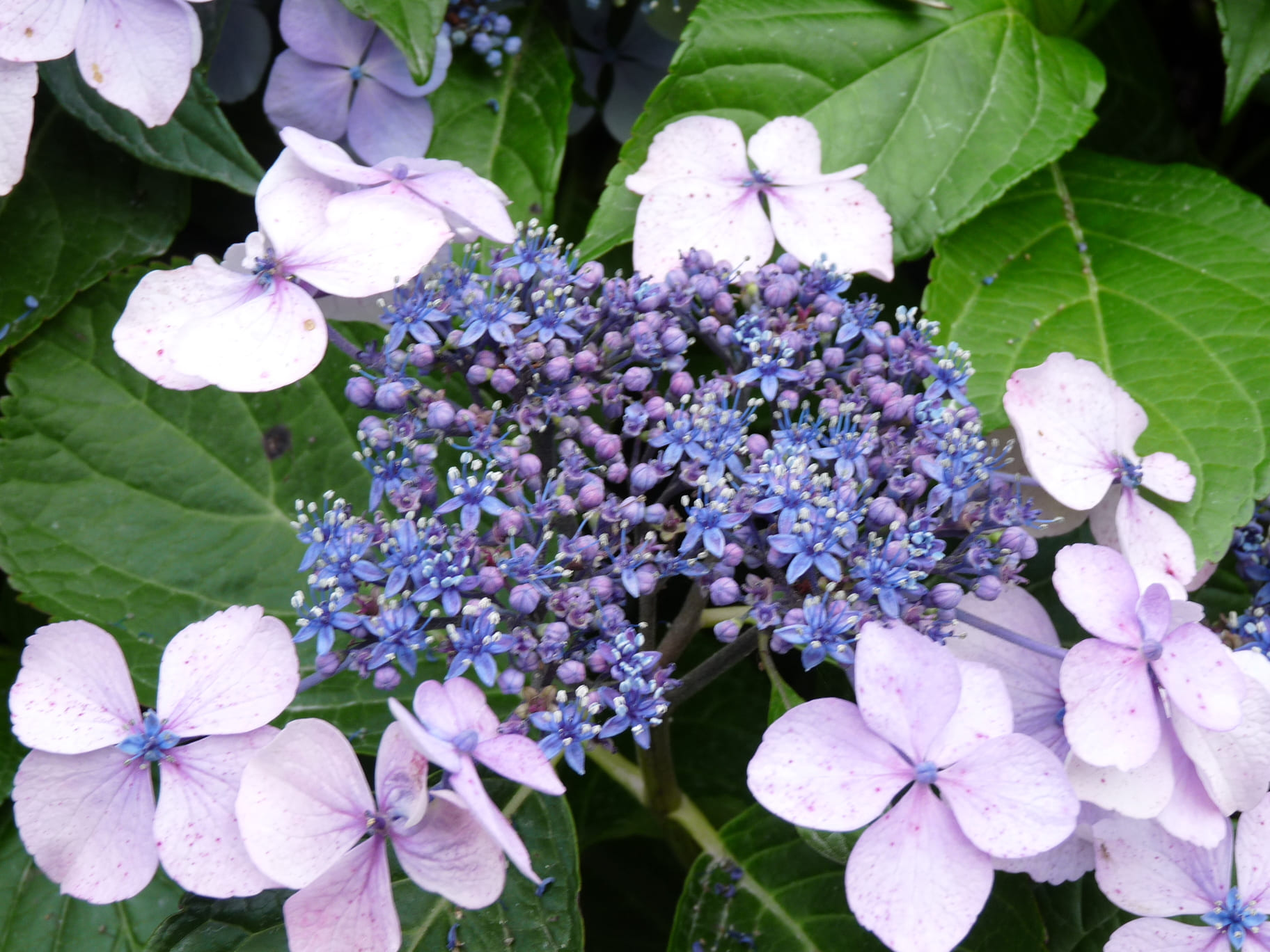 Hydrangea macrophylla Normalis hortensia fleurs plates godet