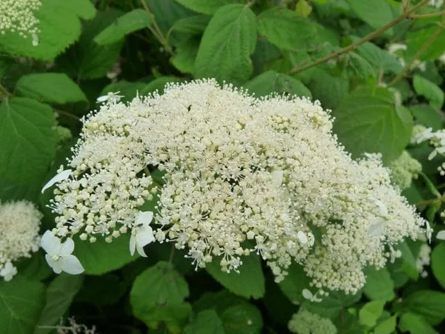 Les Hortensias du Haut Bois Hills of Snow hortensia blanc arborescent