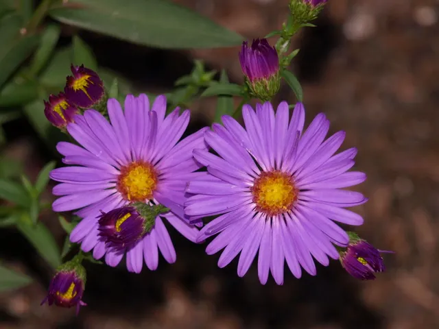 Passion Vivaces Aster dumosus Pilou aster violet godet