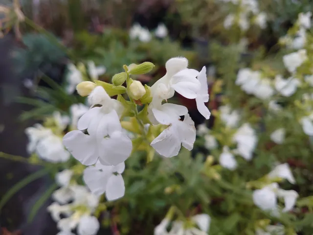 Passion Vivaces Salvia greggii Alba sauge arbustive blanche pot 1L