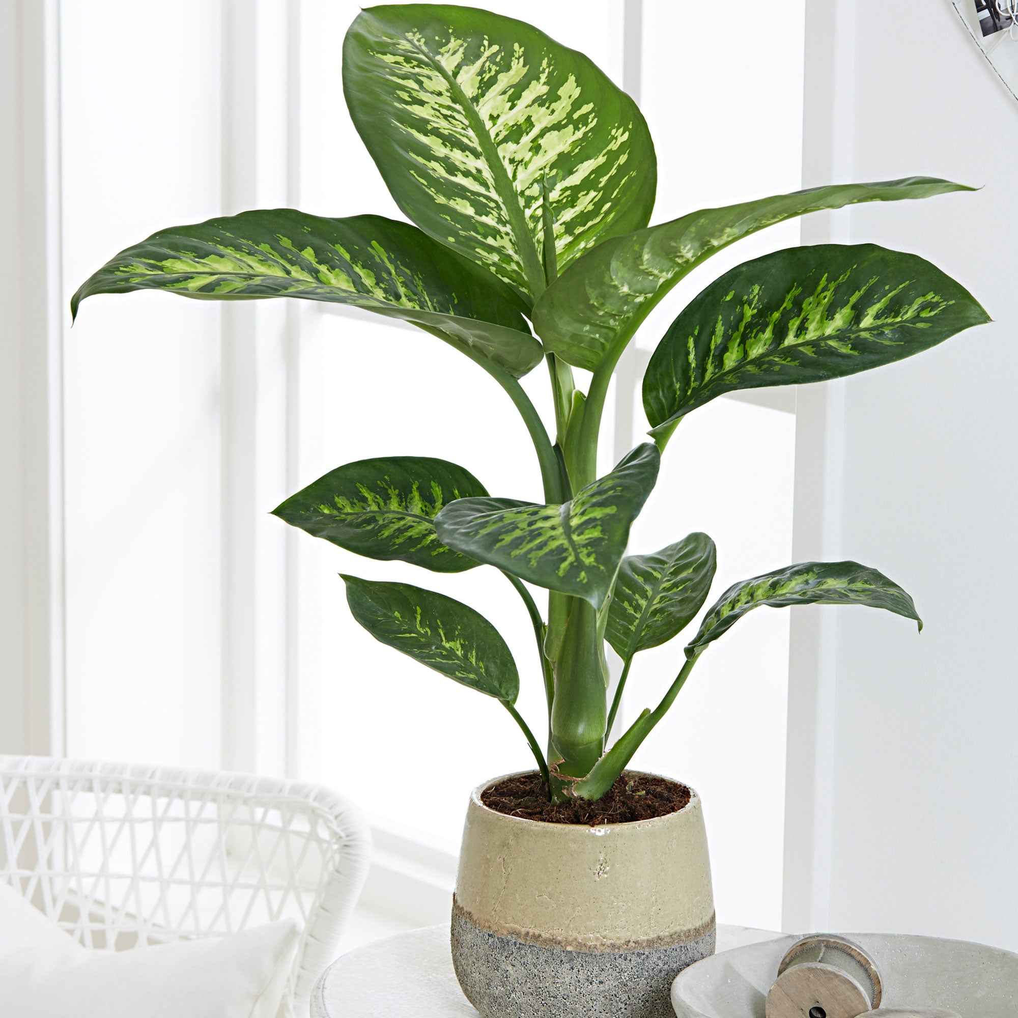 Bakker Dieffenbachia Tropic Snow plante pot Ø17cm 50-60cm