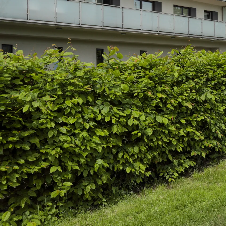 Bakker charme haie lot 10 racines nues 40-60cm brise-vue