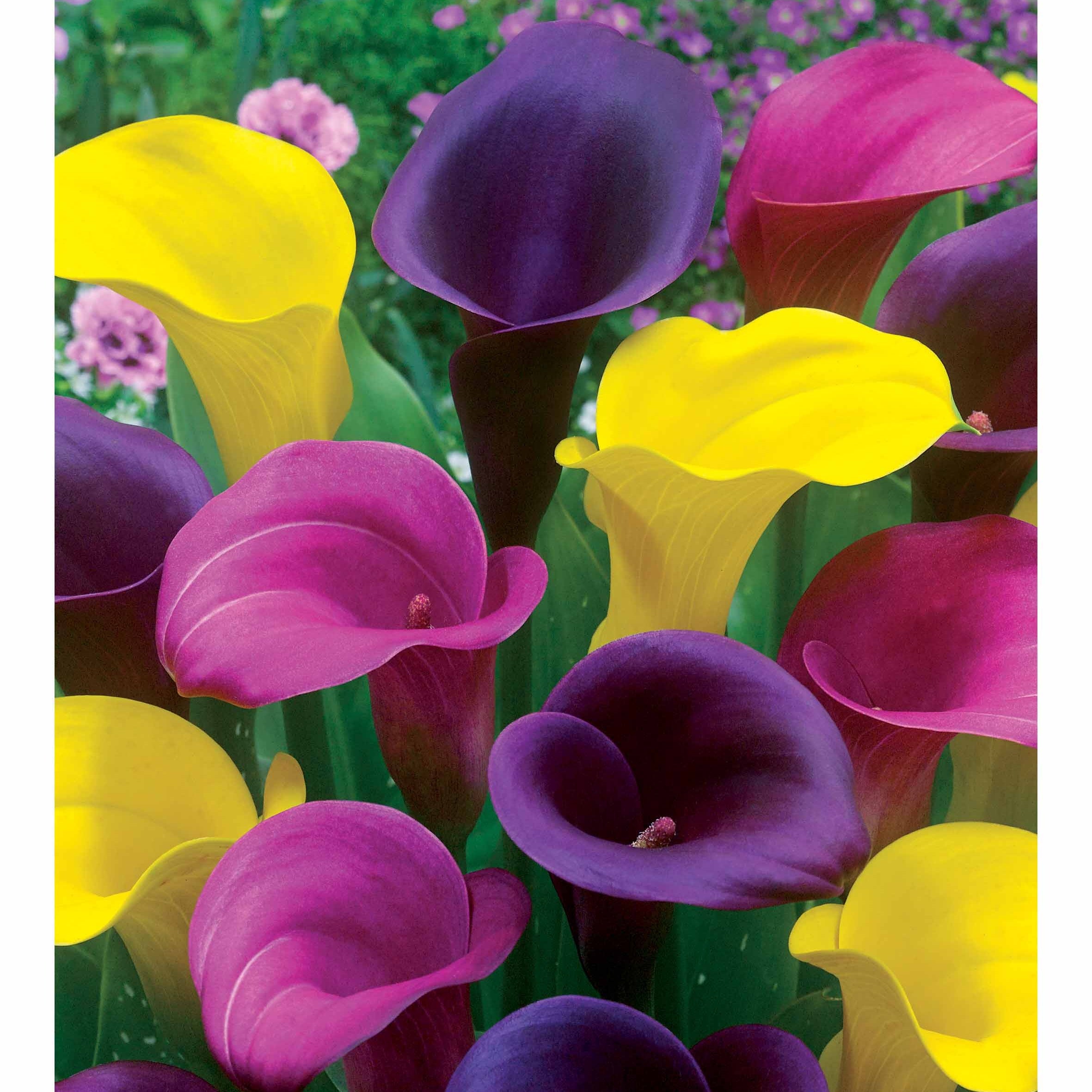 Bakker Callas rose jaune pourpre bulbes sachet 3 exotique