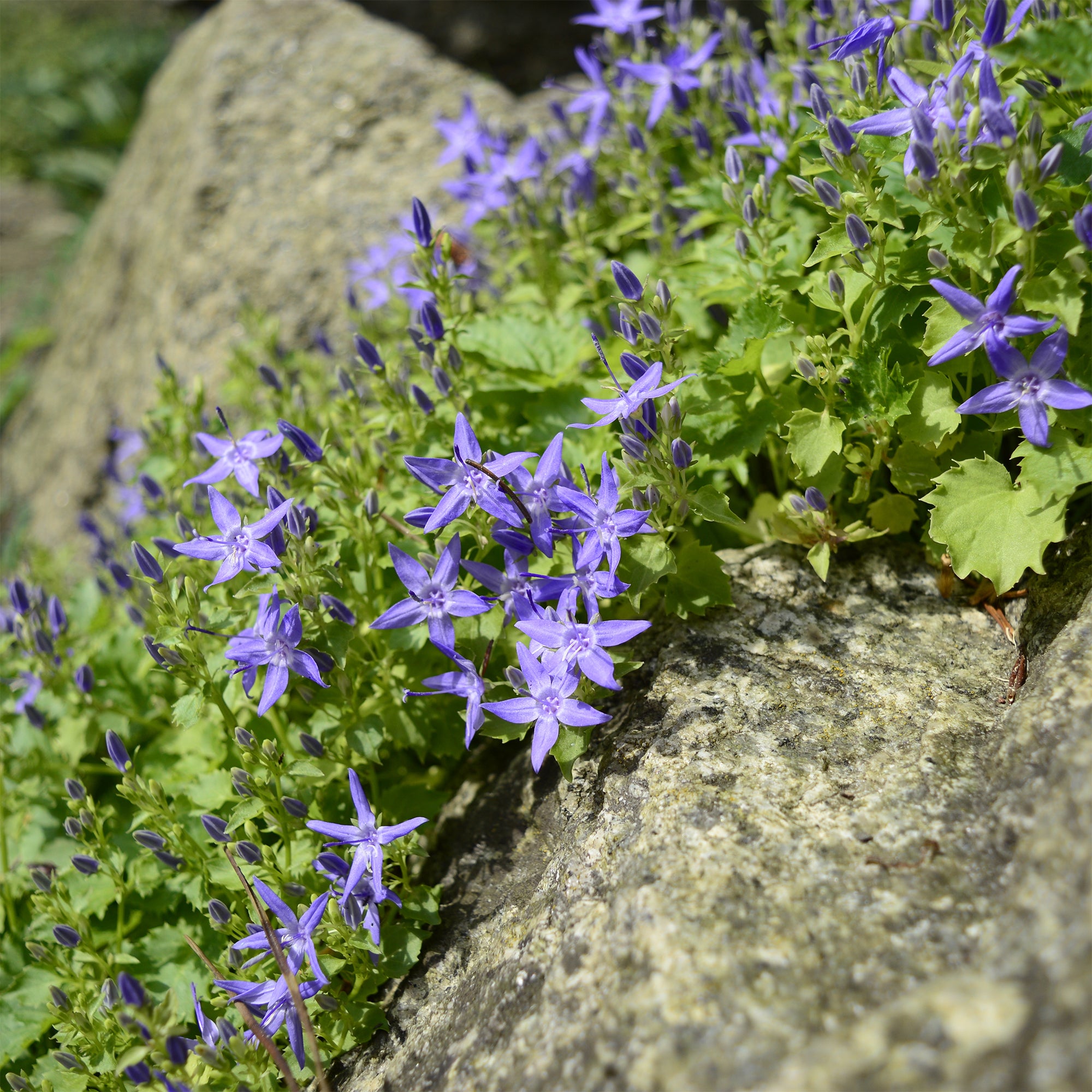 Bakker Plantes vivaces Campanule étoilée violette pot 9cm