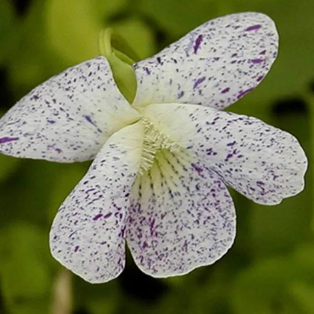 Bakker Violette Freckles vivace pot 8cm blanche mouchetée