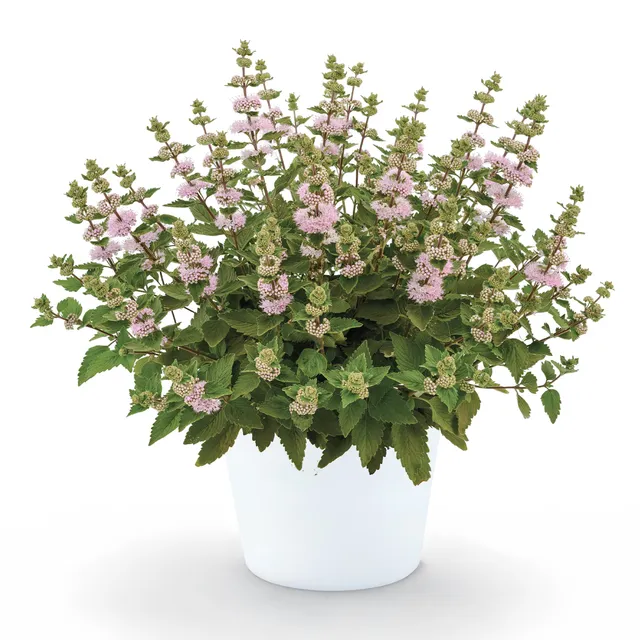 Bakker Camara Pink caryopteris arbuste pot 9cm rose