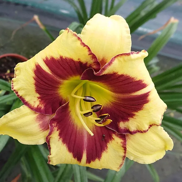 Passion Vivaces Hemerocallis El Desperado hémérocalle pot 1L jaune