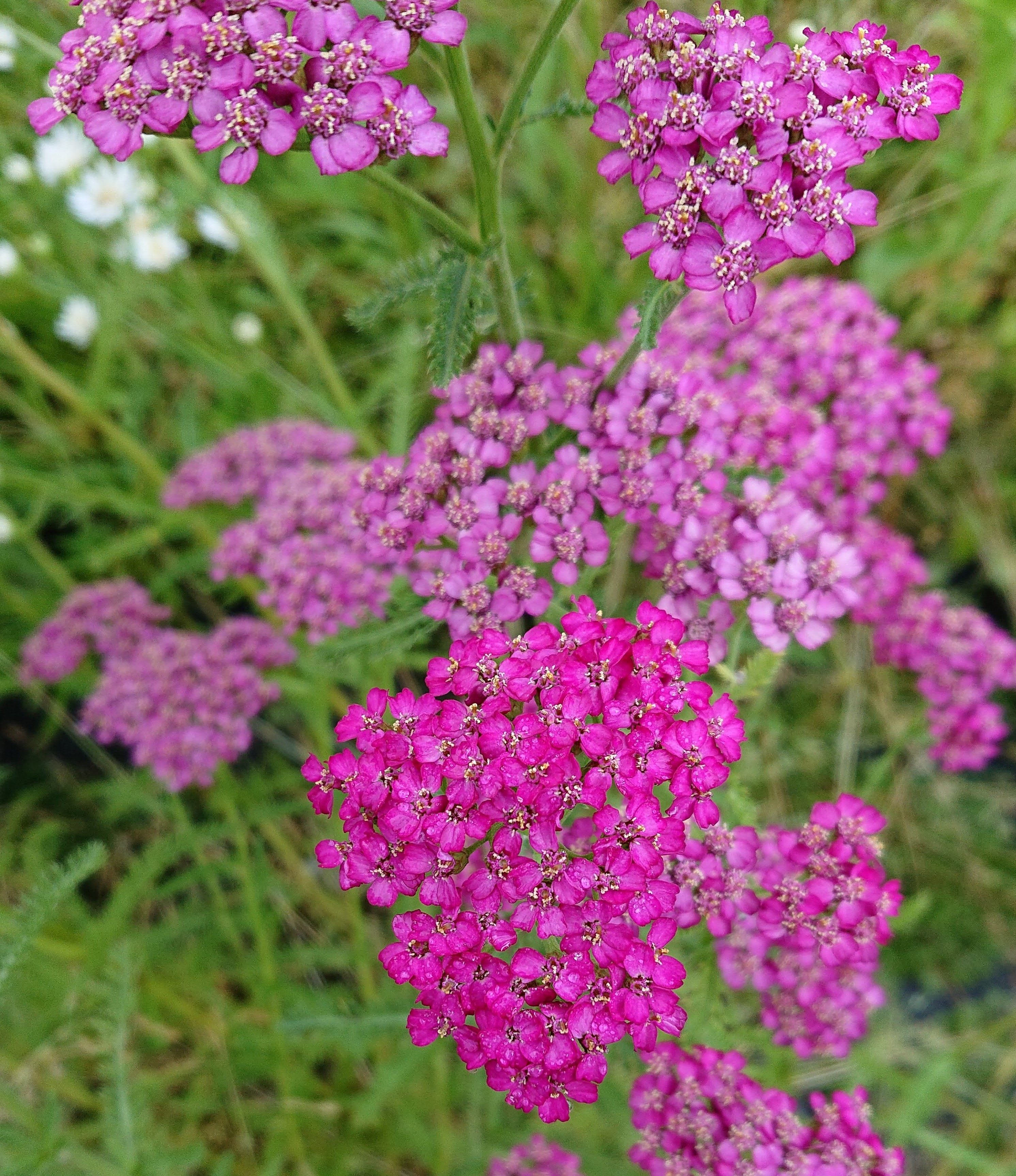 Achillea millefolium Heidi achillée vivace rose godet