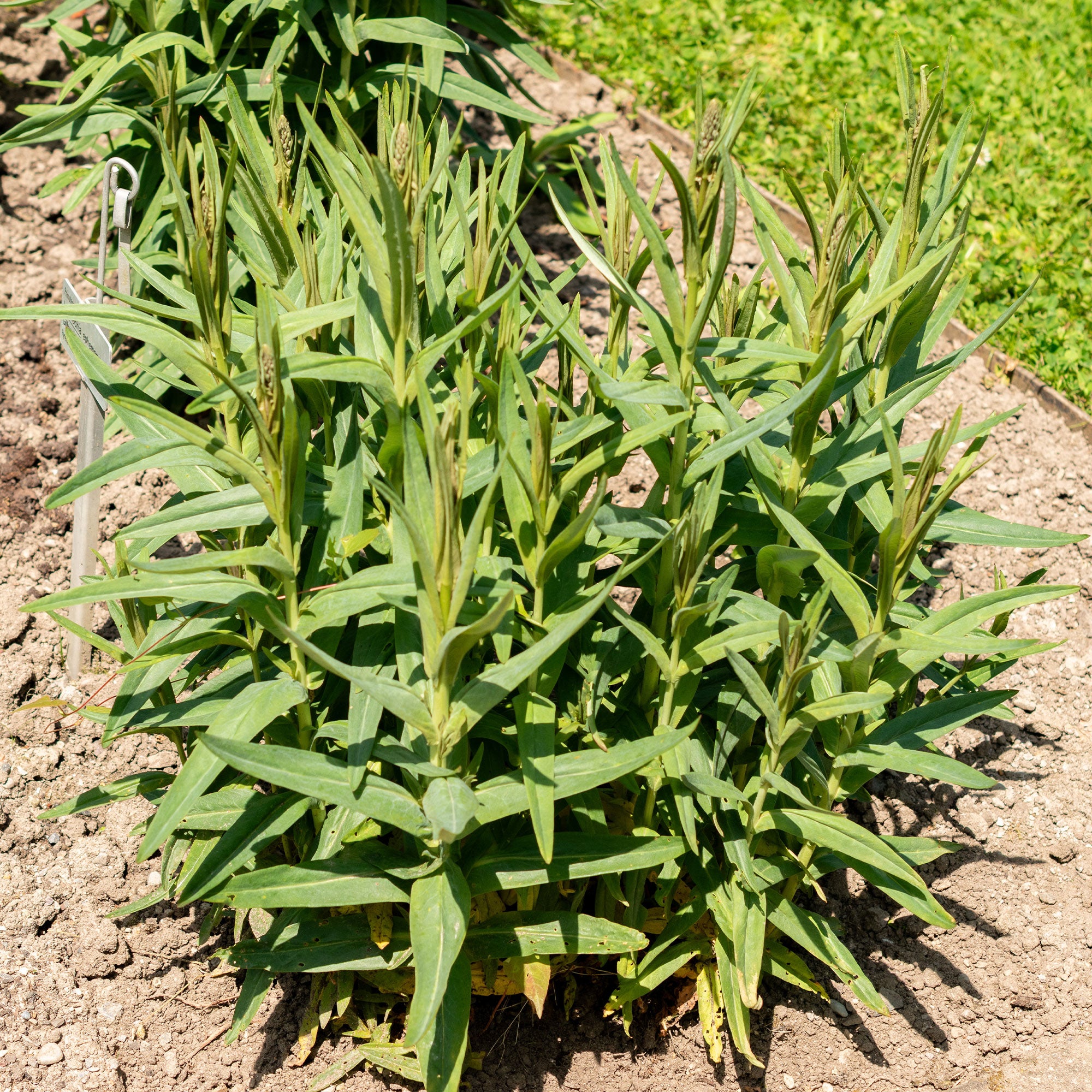 Bakker Lysimaque ephémère vivace pot 8 cm blanc