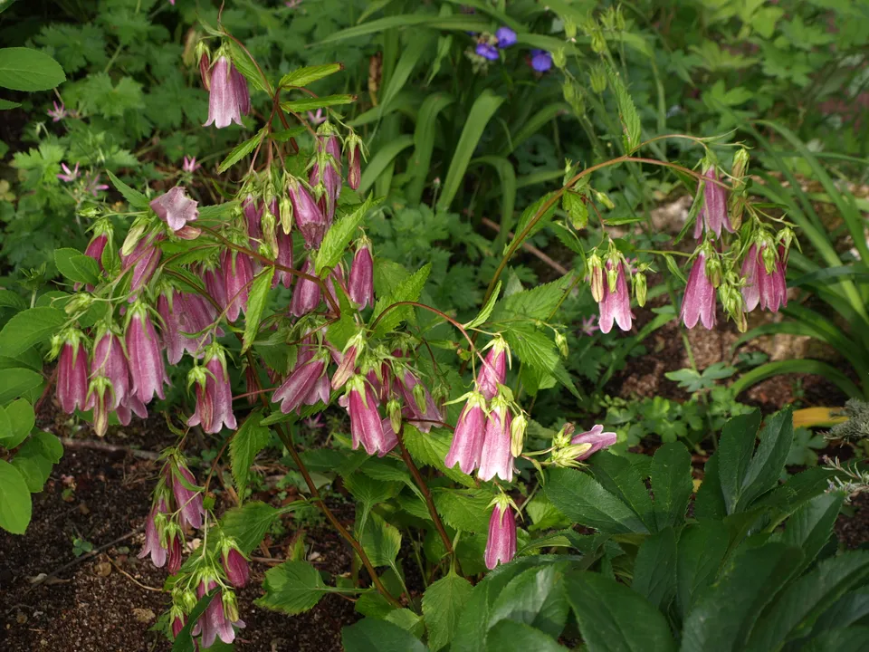 Passion Vivaces Campanula punctata Troll vivace rose godet
