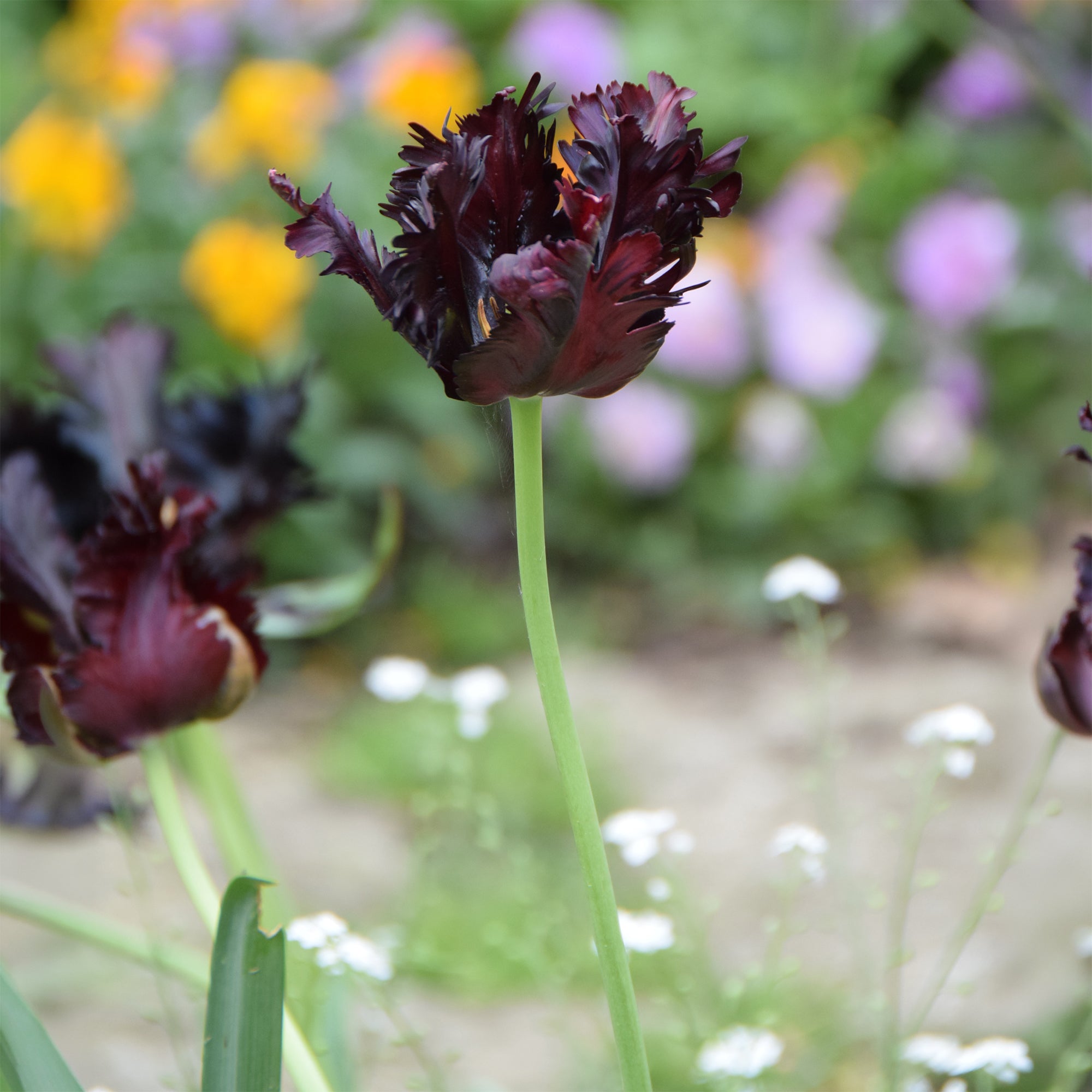 Bakker Black Parrot tulipe noire sachet 7 bulbes