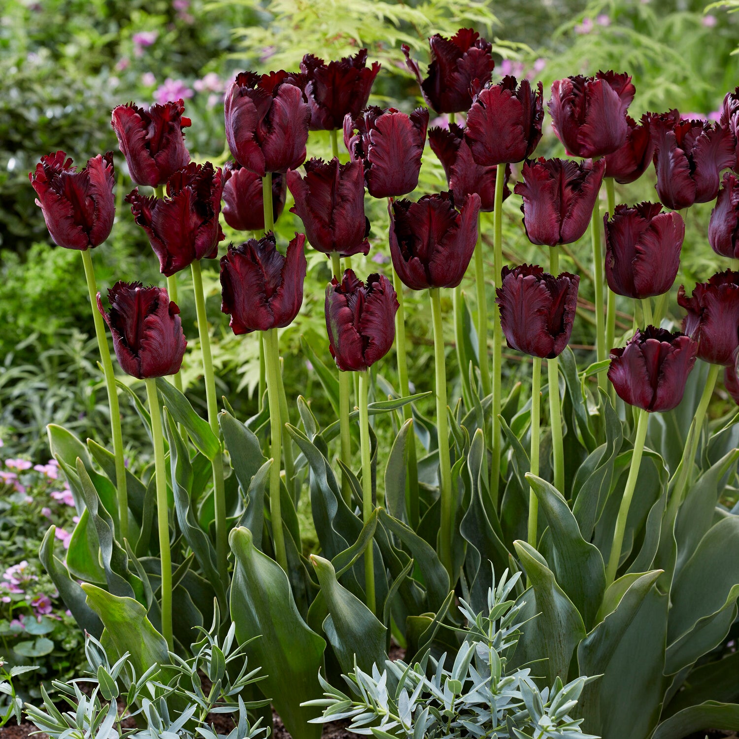 Bakker Black Parrot tulipe noire sachet 7 bulbes