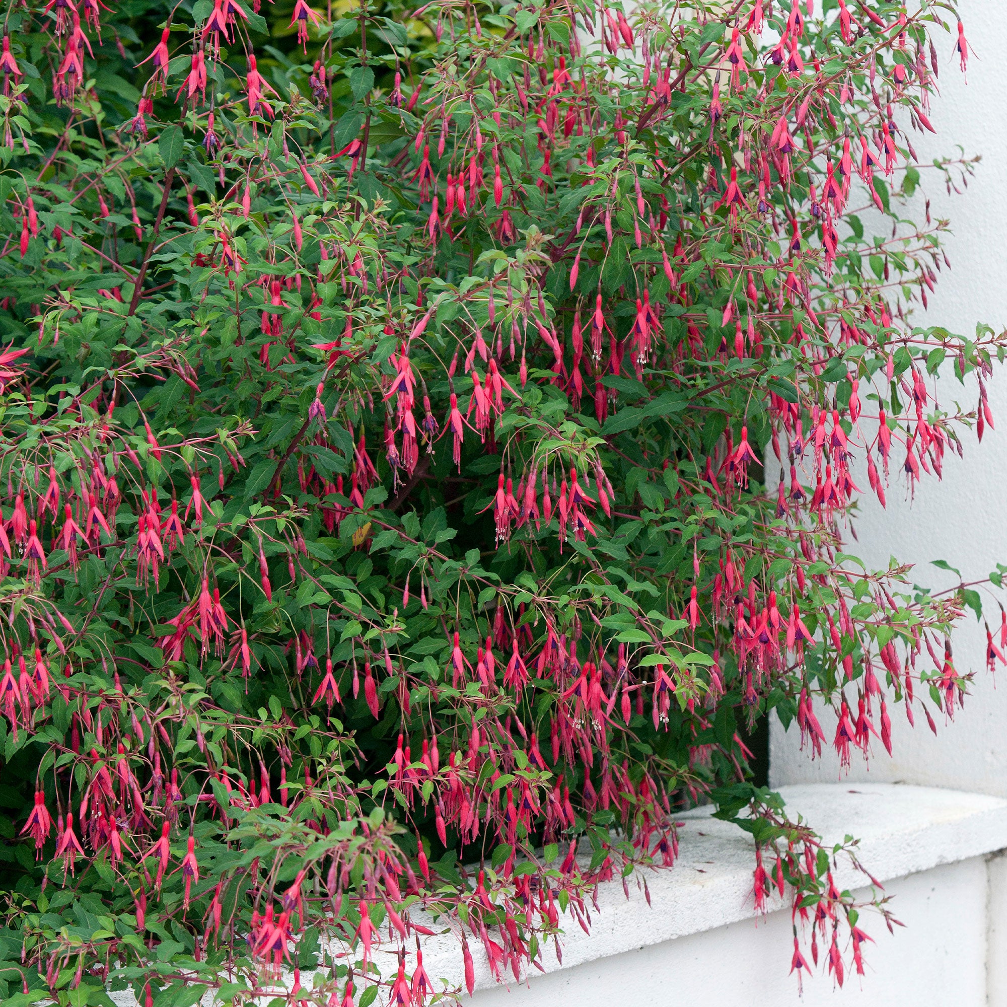 Bakker Fuchsia Riccartonii arbuste 3 pots Ø9cm fuchsia
