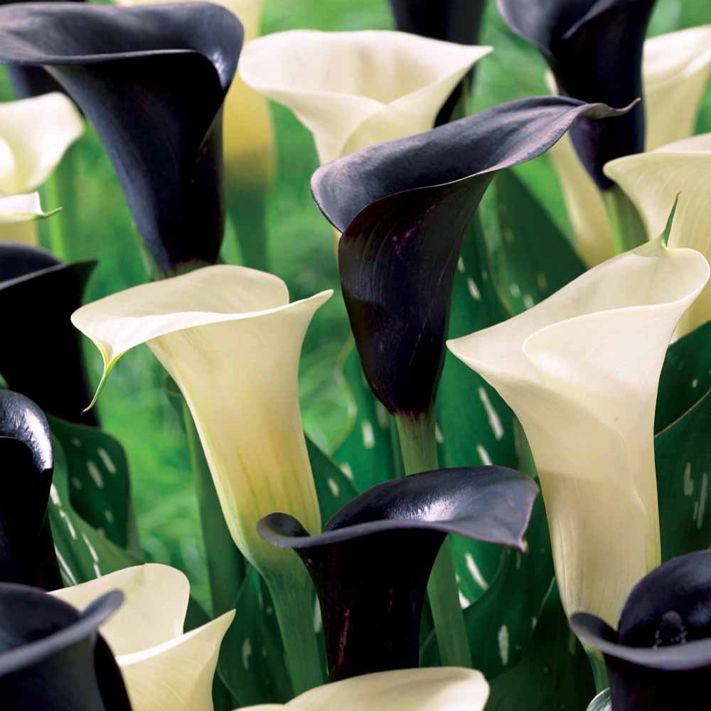 Bakker Callas Snowstar Cantor bulbes fleurs sachet 4 bulbes blanc noir