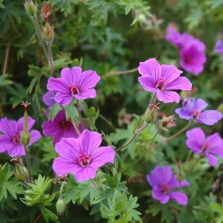 Passion Vivaces GERANIUM Dilys plante vivace pot 1L rose violacé