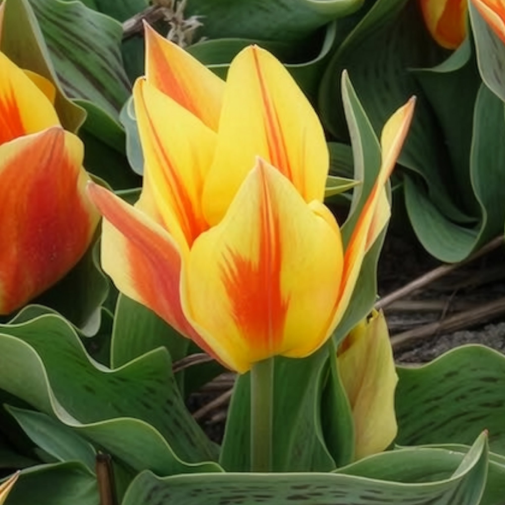 Bakker Winnipeg tulipe botanique sachet 10 bulbes rouge