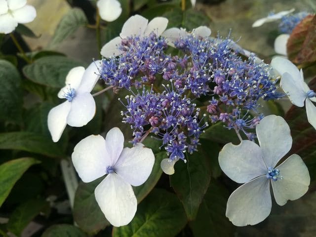 Les Hortensias du Haut Bois Aigaku hortensia serrata godet mi-ombre