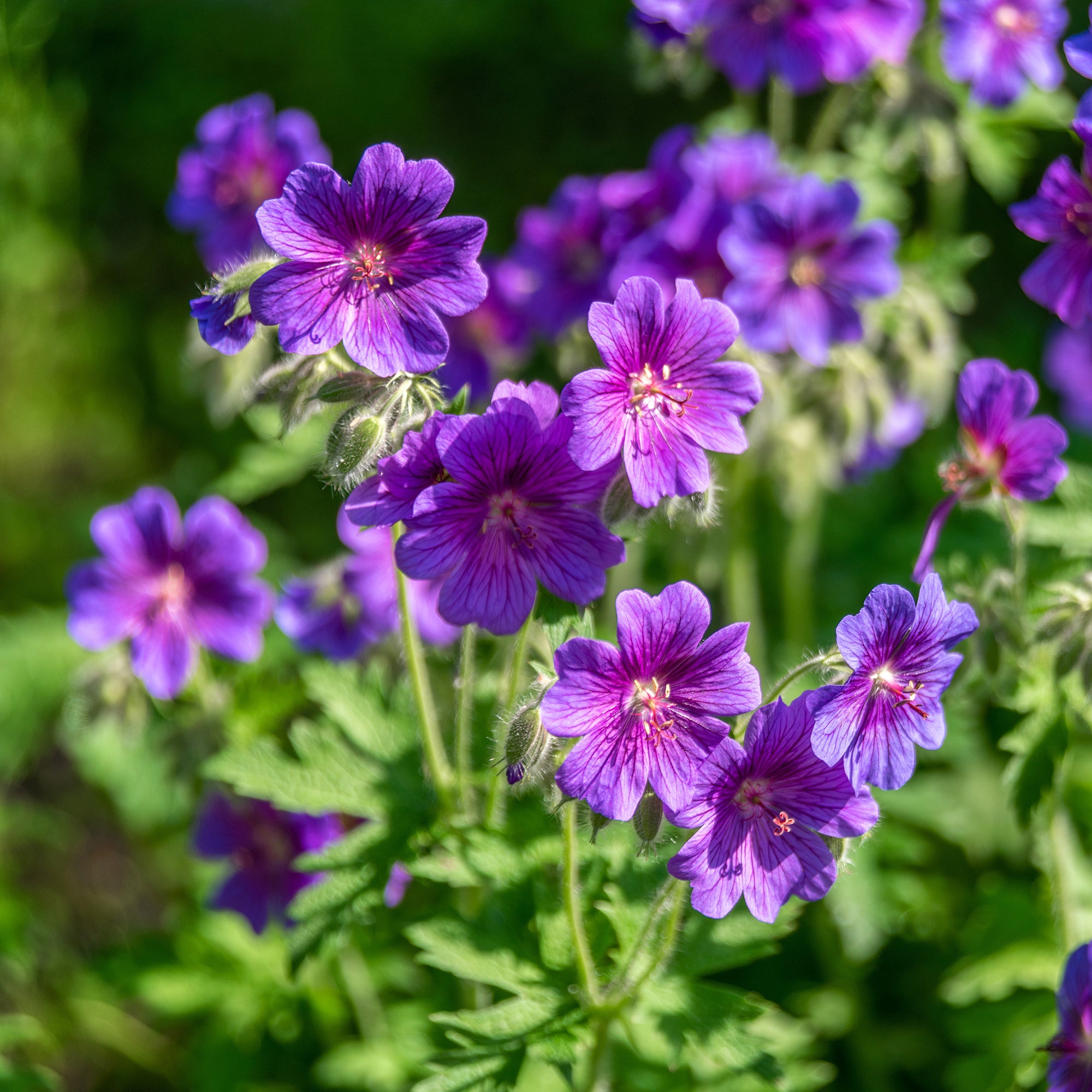 Bakker Géranium ibérique plante vivace pot Ø 9cm violet