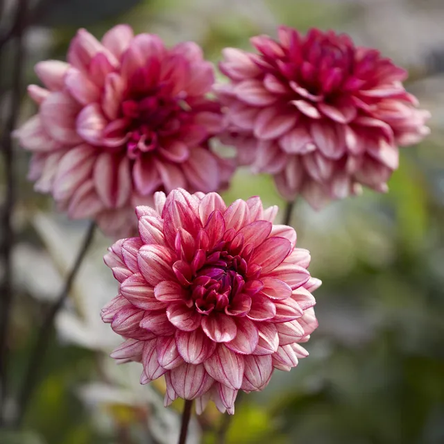 Bakker Dahlia Molly Raven bulbes sachet de 3 calibre I soleil