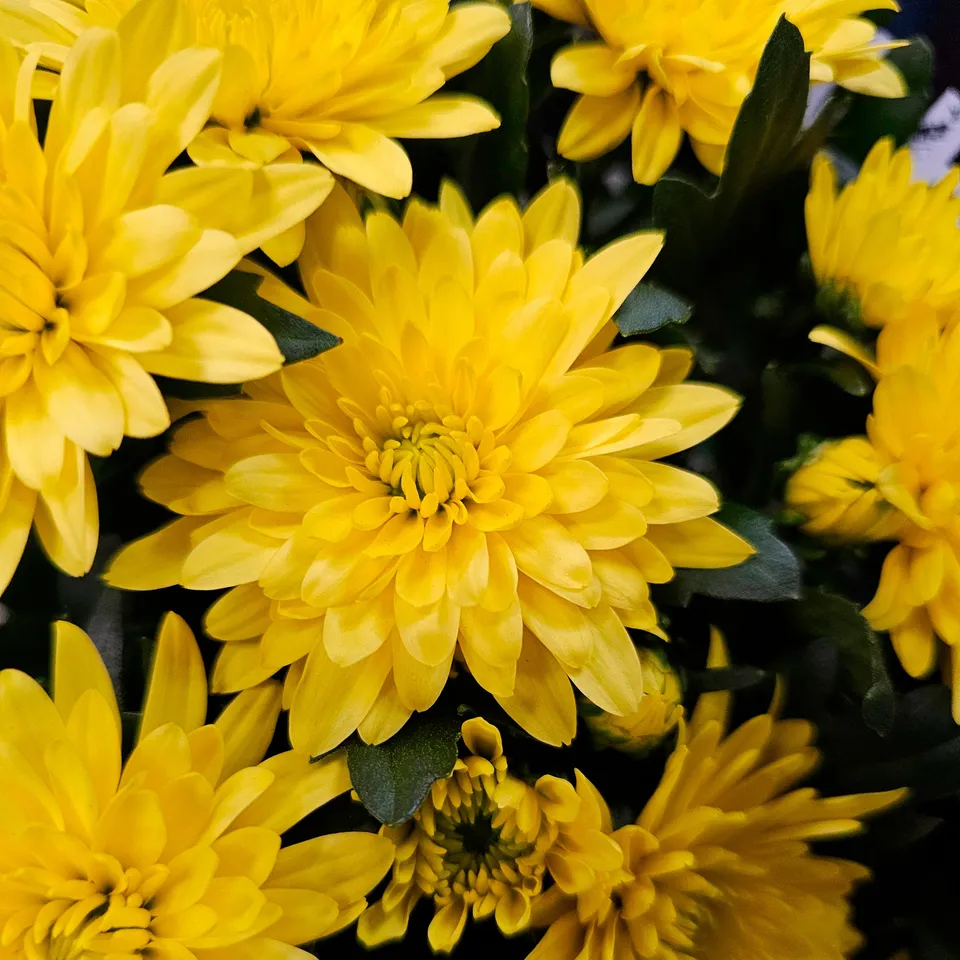 Bakker Chrysanthème Jaune pot Ø12cm fleur automne jaune