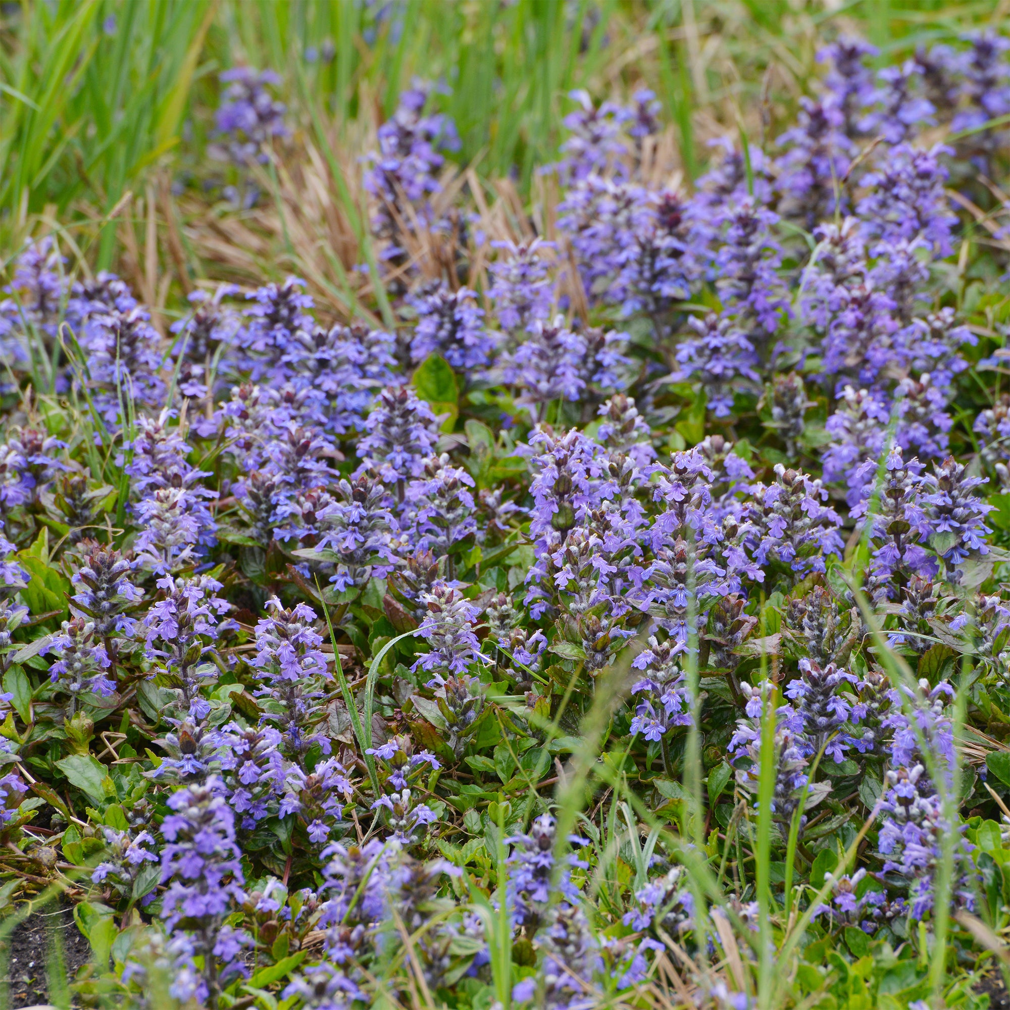 Bakker Vivaces Bugle rampante couvre-sol pot Ø 9cm mi-ombre