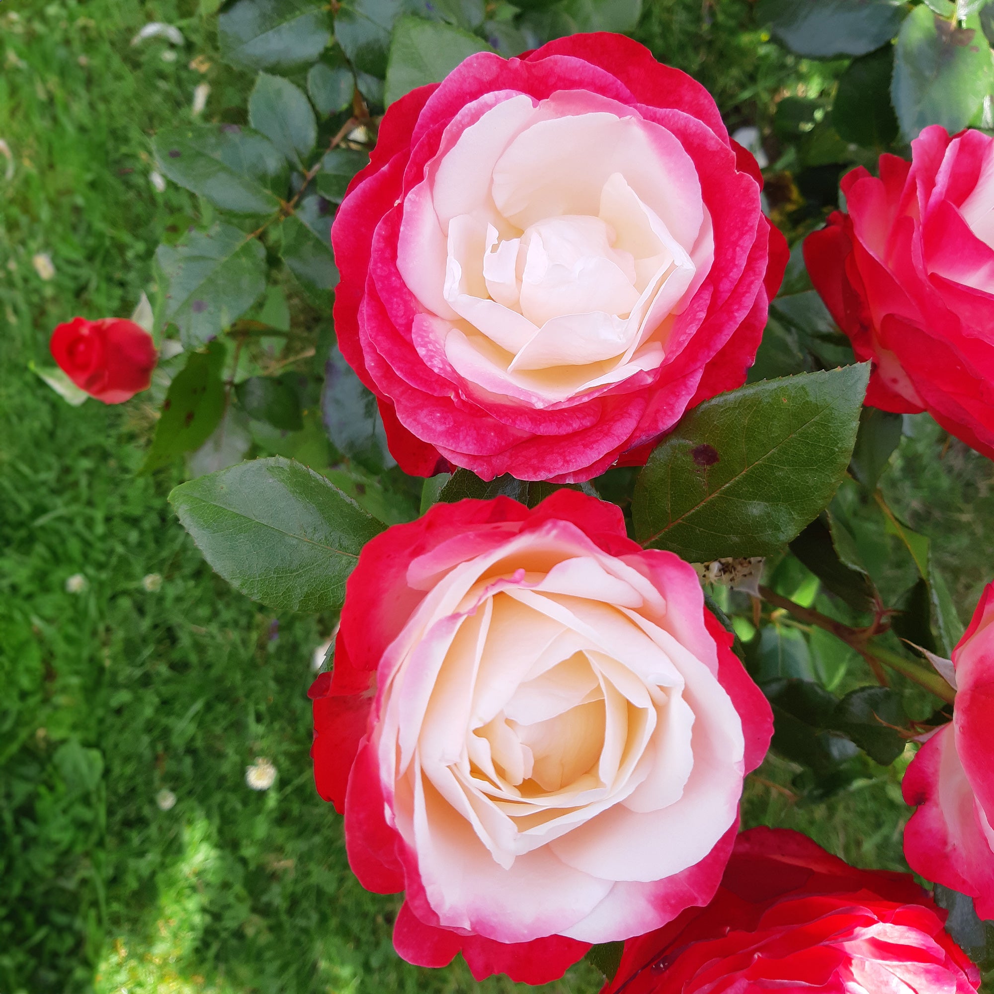 Bakker Rosier Nostalgie rosier buisson racine nue bicolore