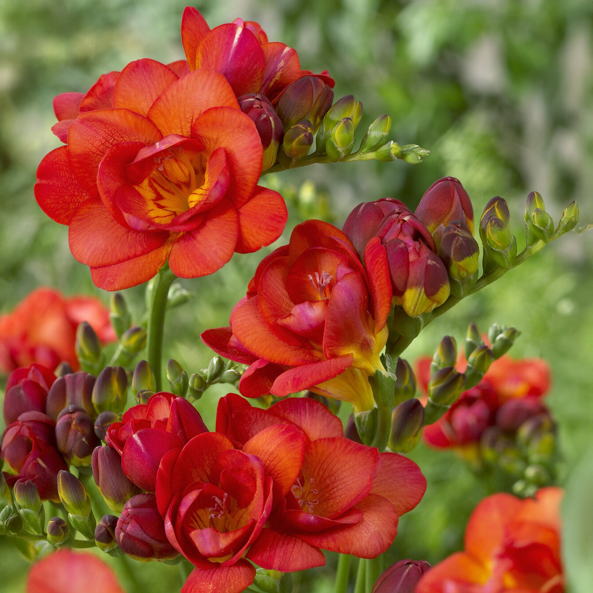 Bakker Freesias doubles rouges bulbes sachet 25 parfumés