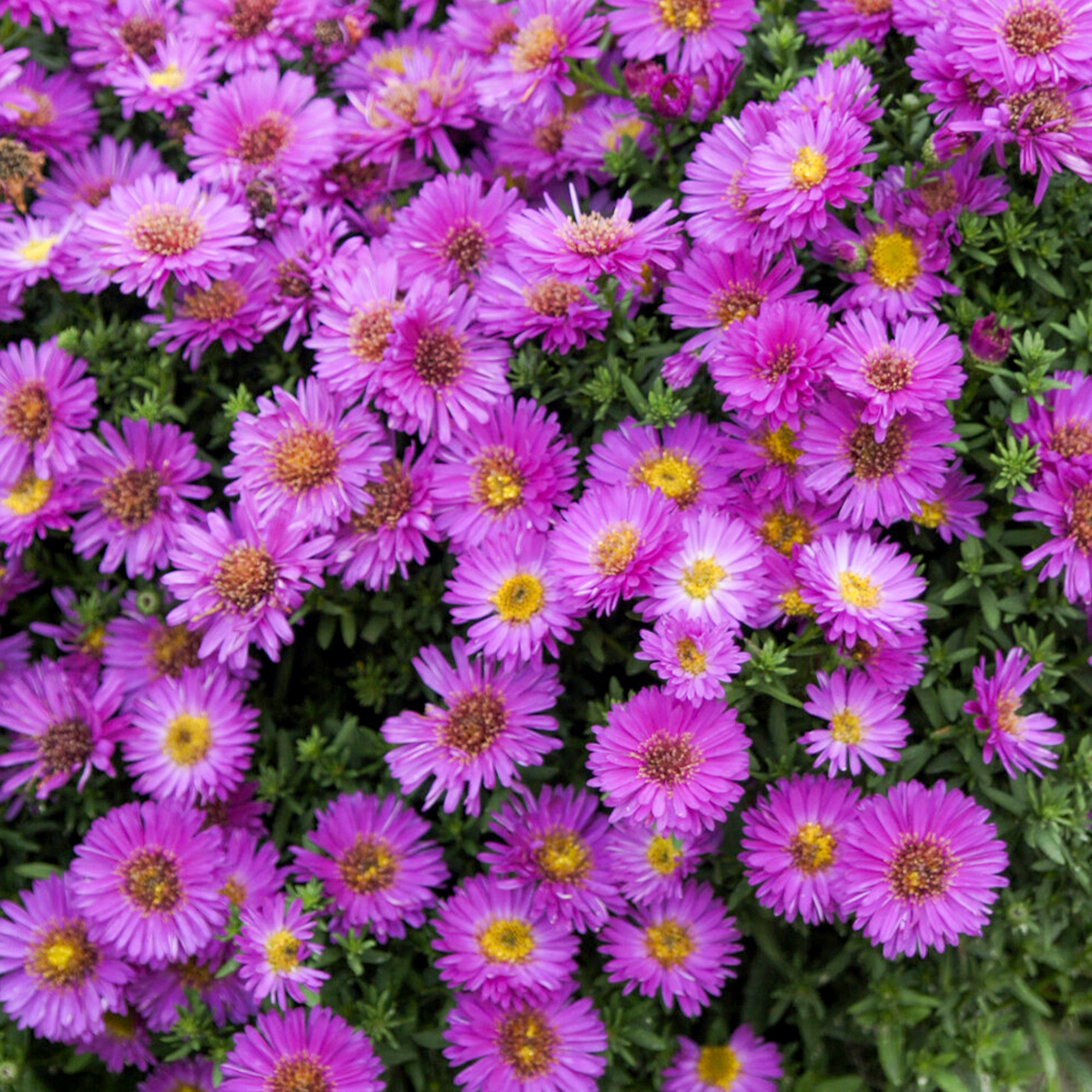 Bakker Aster nain Starlight plante vivace pot Ø 9cm violet