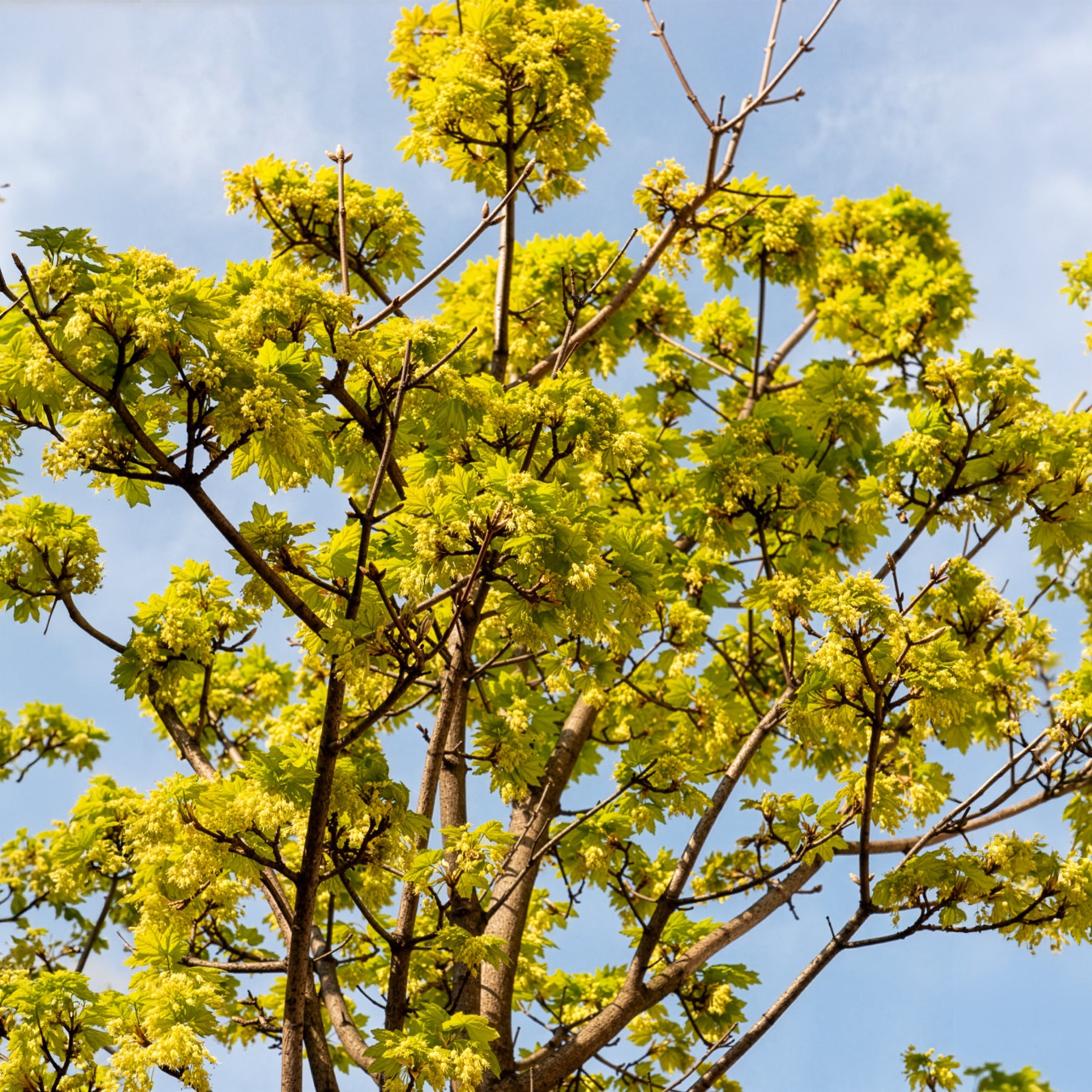 Bakker Érable plane Acer platanoides arbre pot Ø9cm 40-50cm