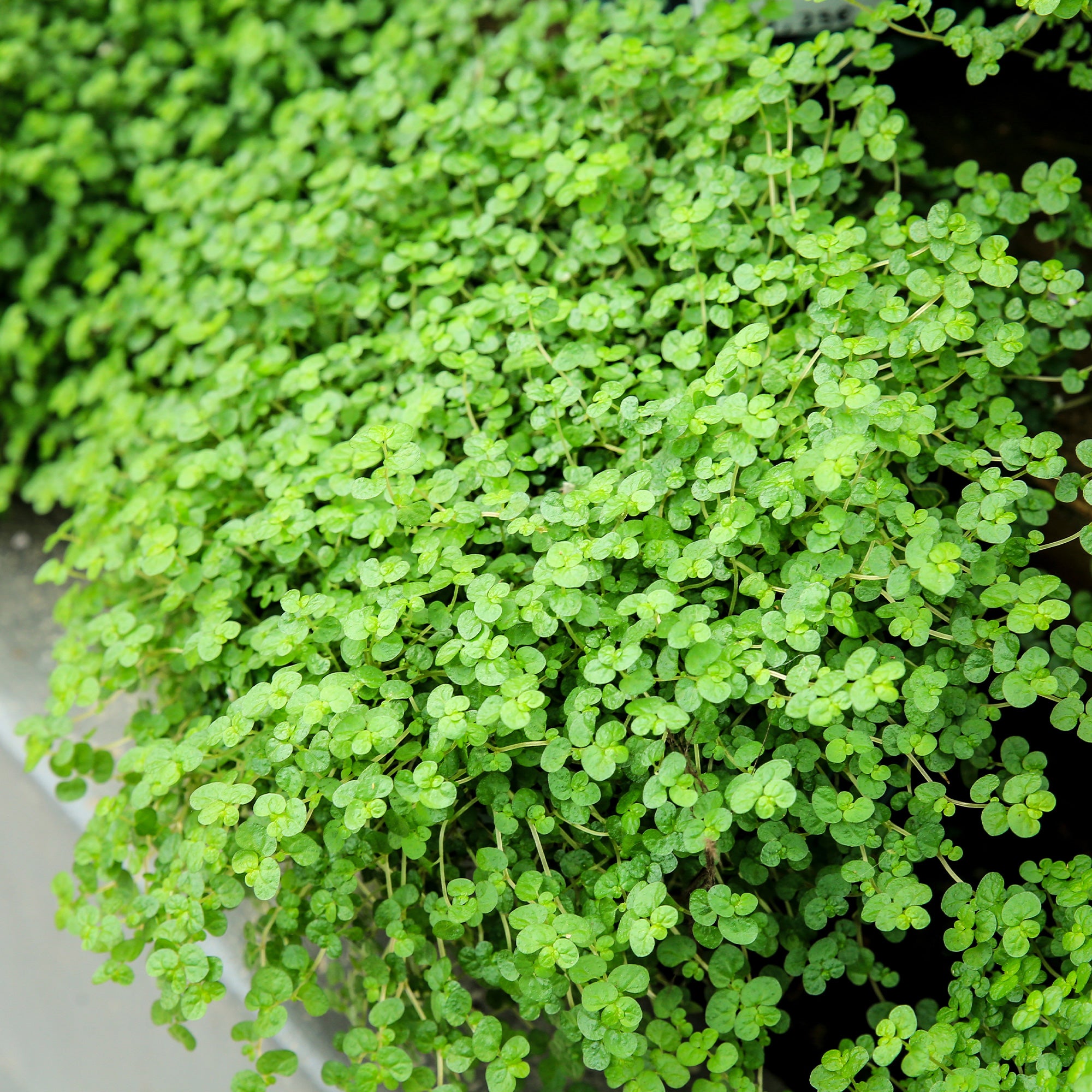 Bakker Plantes d'extérieur Helxine couvre-sol pot 10,5cm ombre