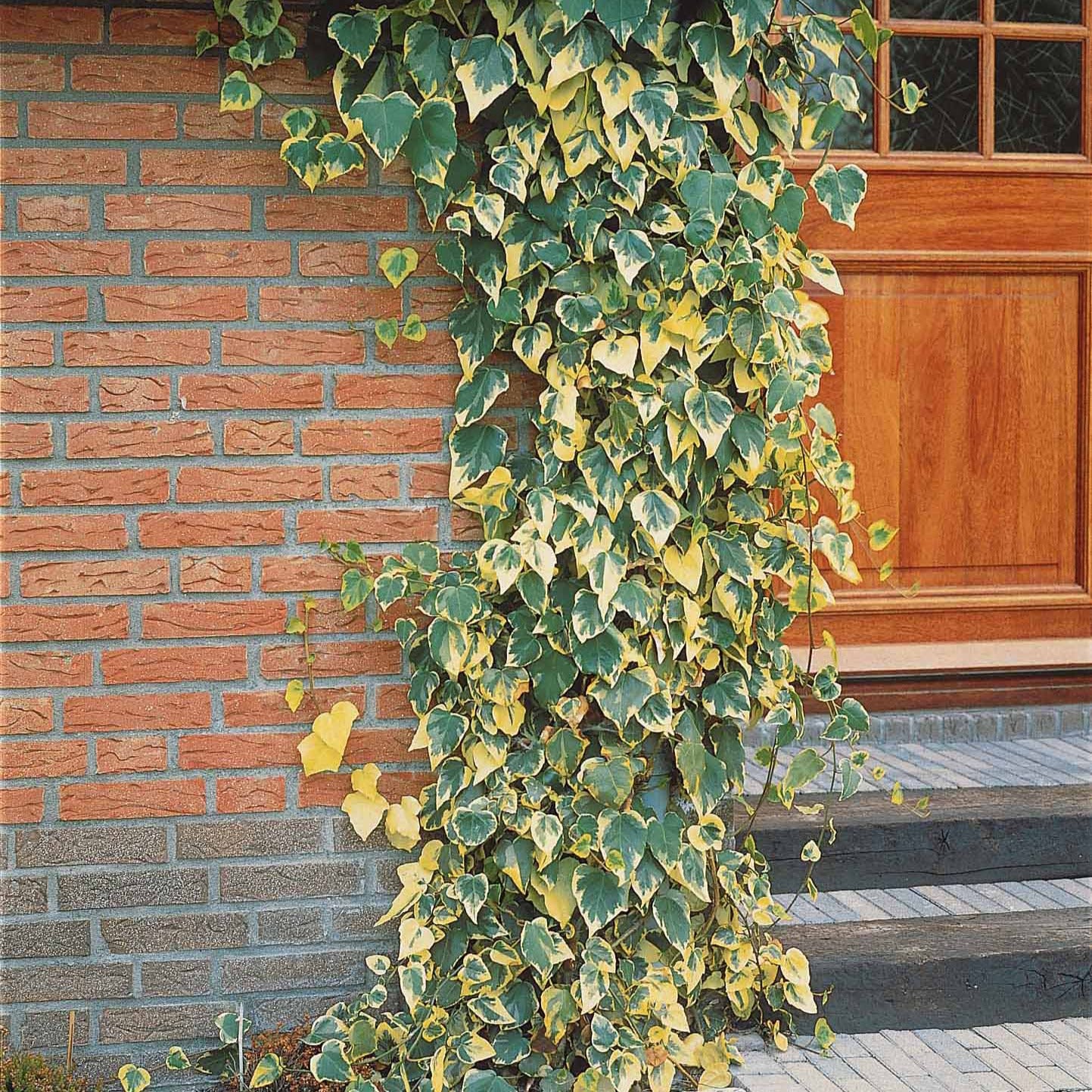 Bakker Plantes d'extérieur Lierre de Colchide panaché pot 2L