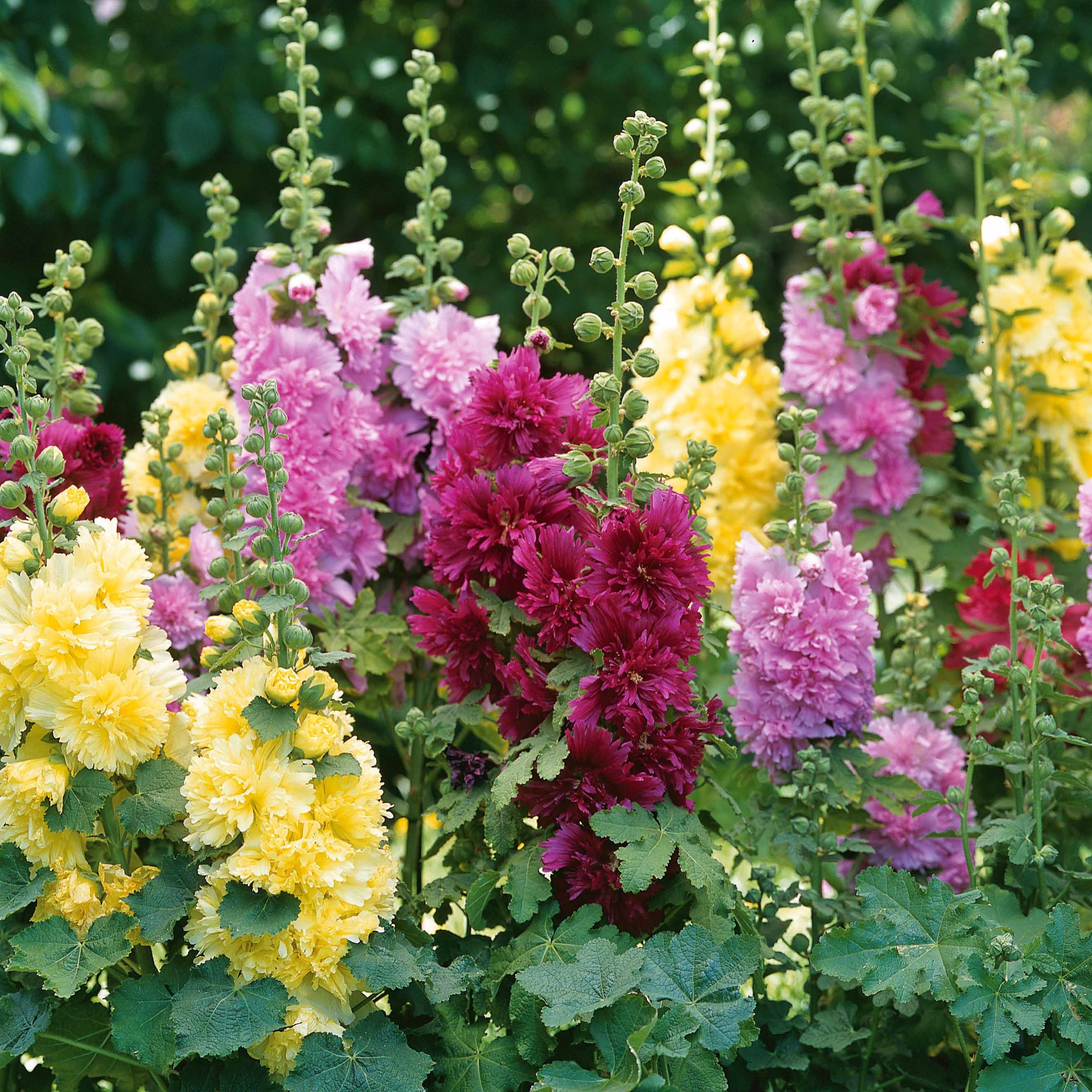 Bakker Roses trémières naines multicolore 3 pots 9 cm