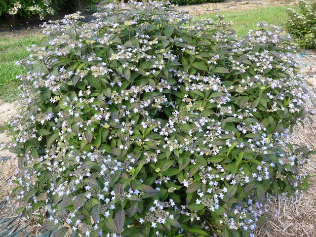 Les Hortensias du Haut Bois Hydrangea serrata Stellata hortensia fleurs doubles