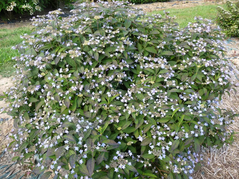 Les Hortensias du Haut Bois Hydrangea serrata Stellata hortensia fleurs doubles