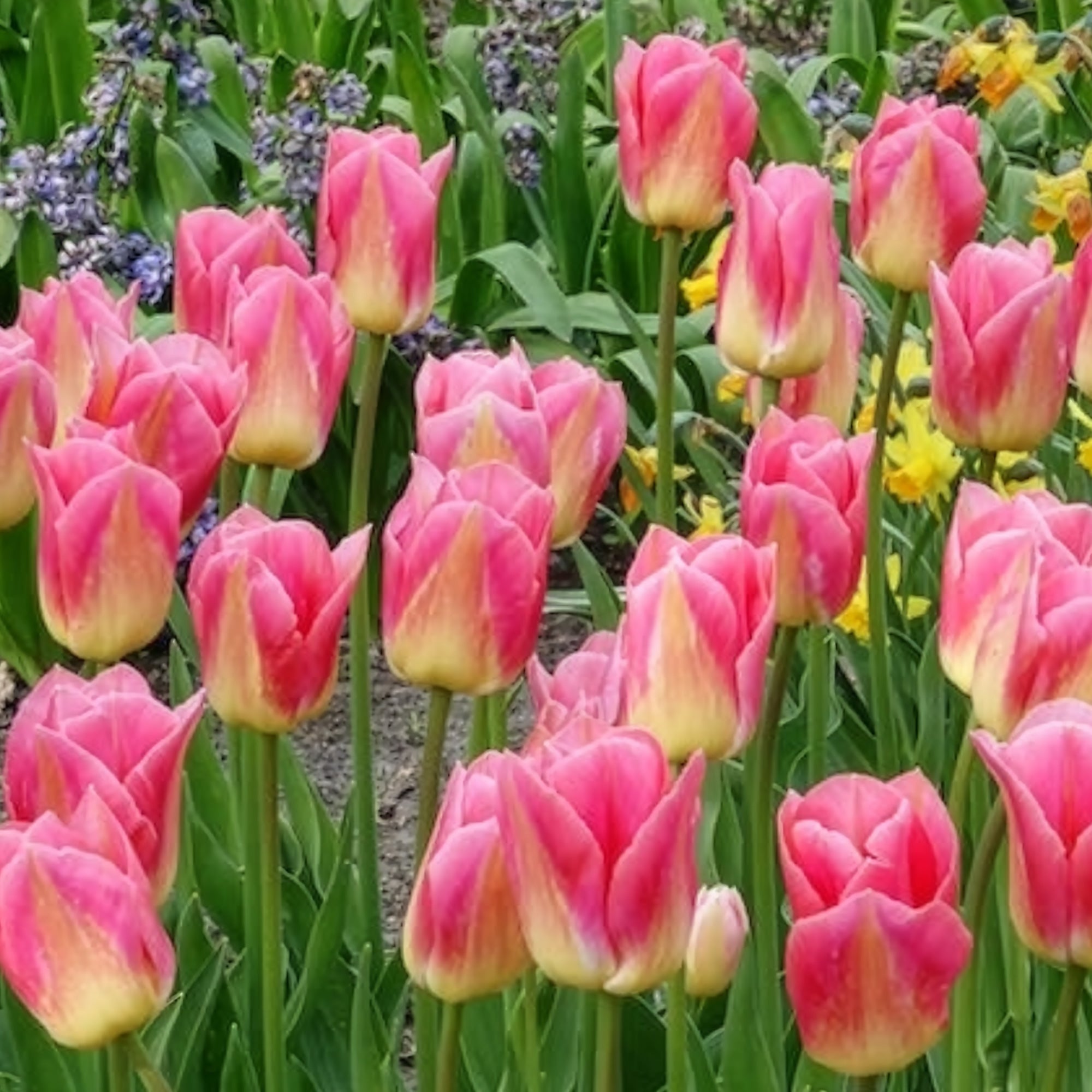 Bakker Tulipes Triomphe Tom Pouce bulbes 7 rose parfumée