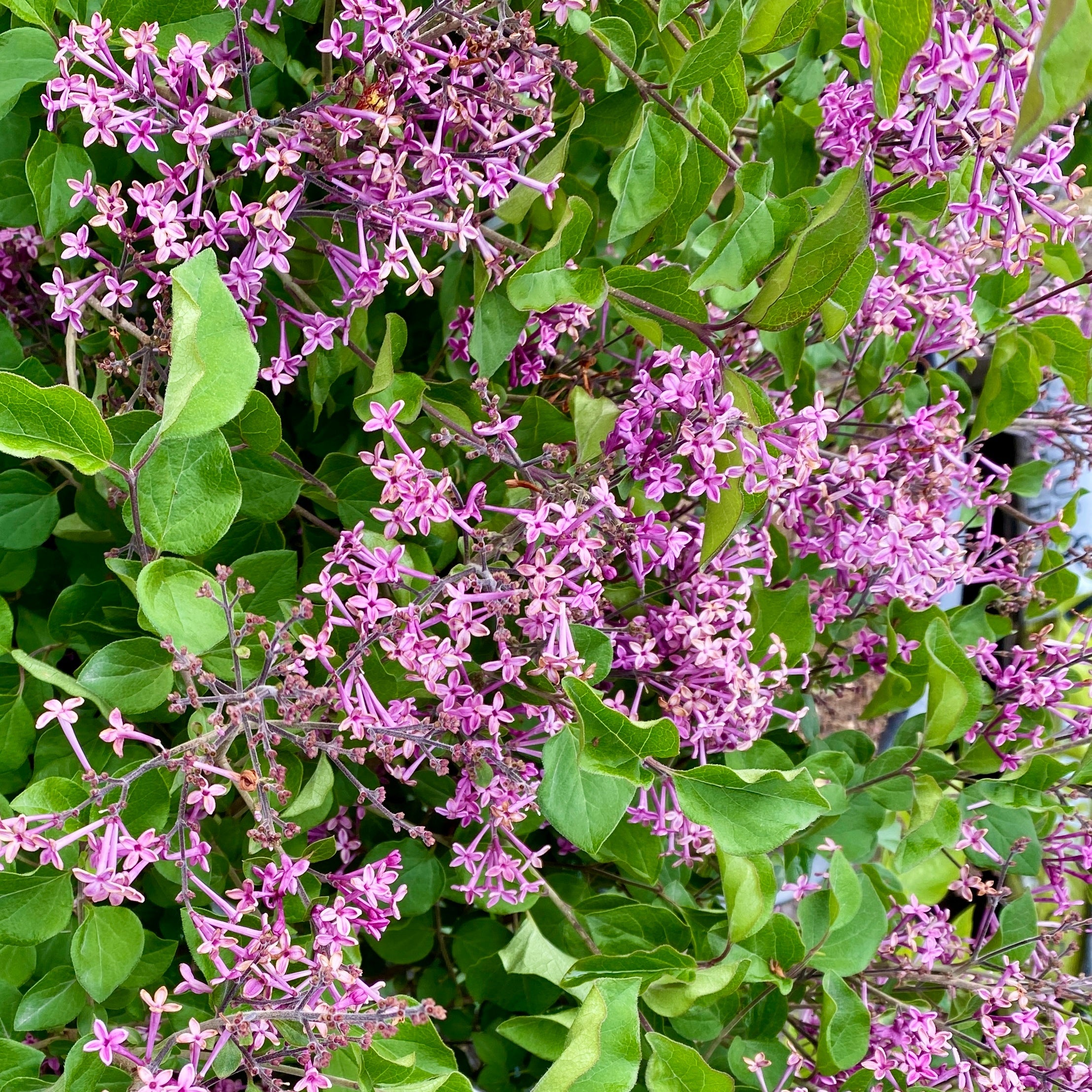 Bakker Lilas nain Dark Purple arbuste violet pot 3L parfumé