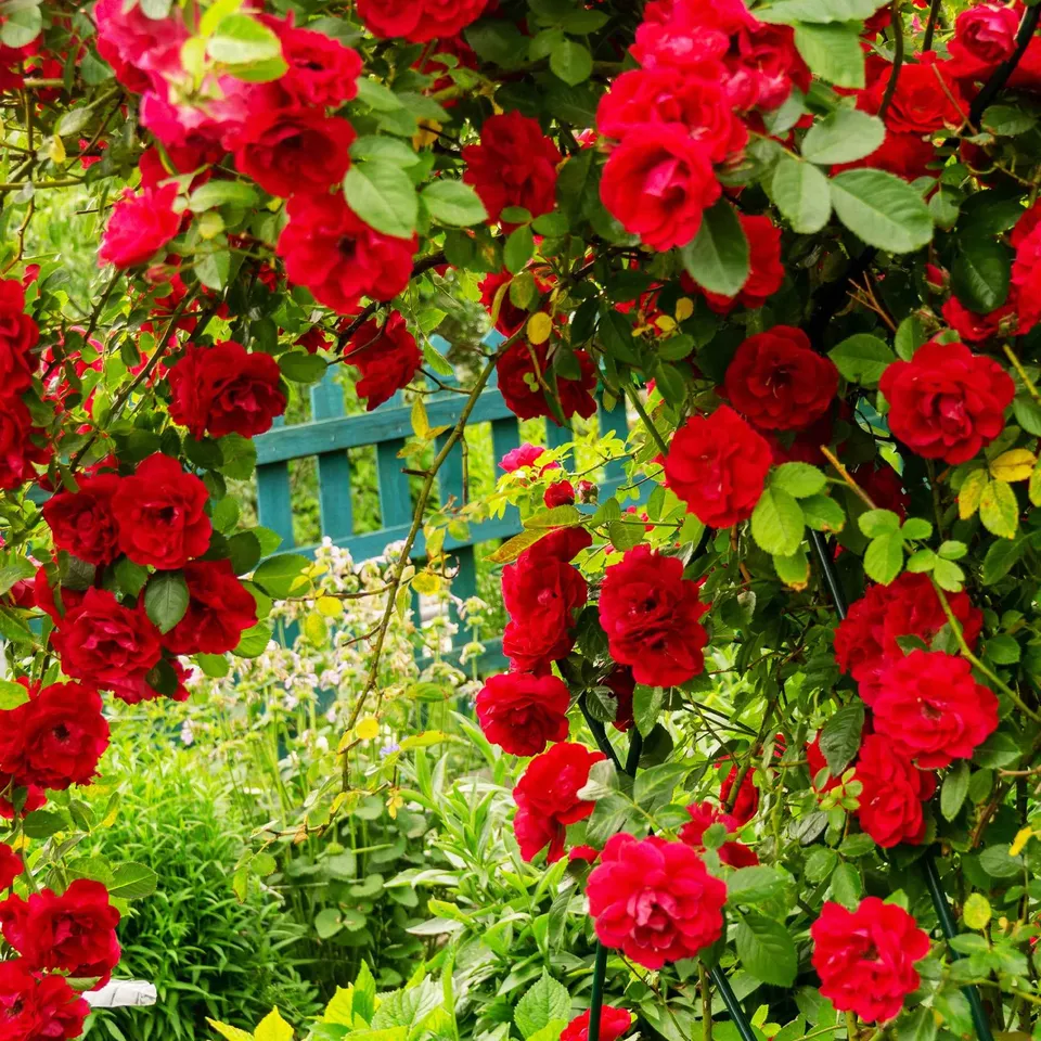 Bakker Rosiers Musimara grimpant rouge racine nue 3 branches