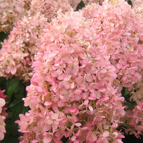 Bakker Magical Sweet Summer hortensia paniculé 3L