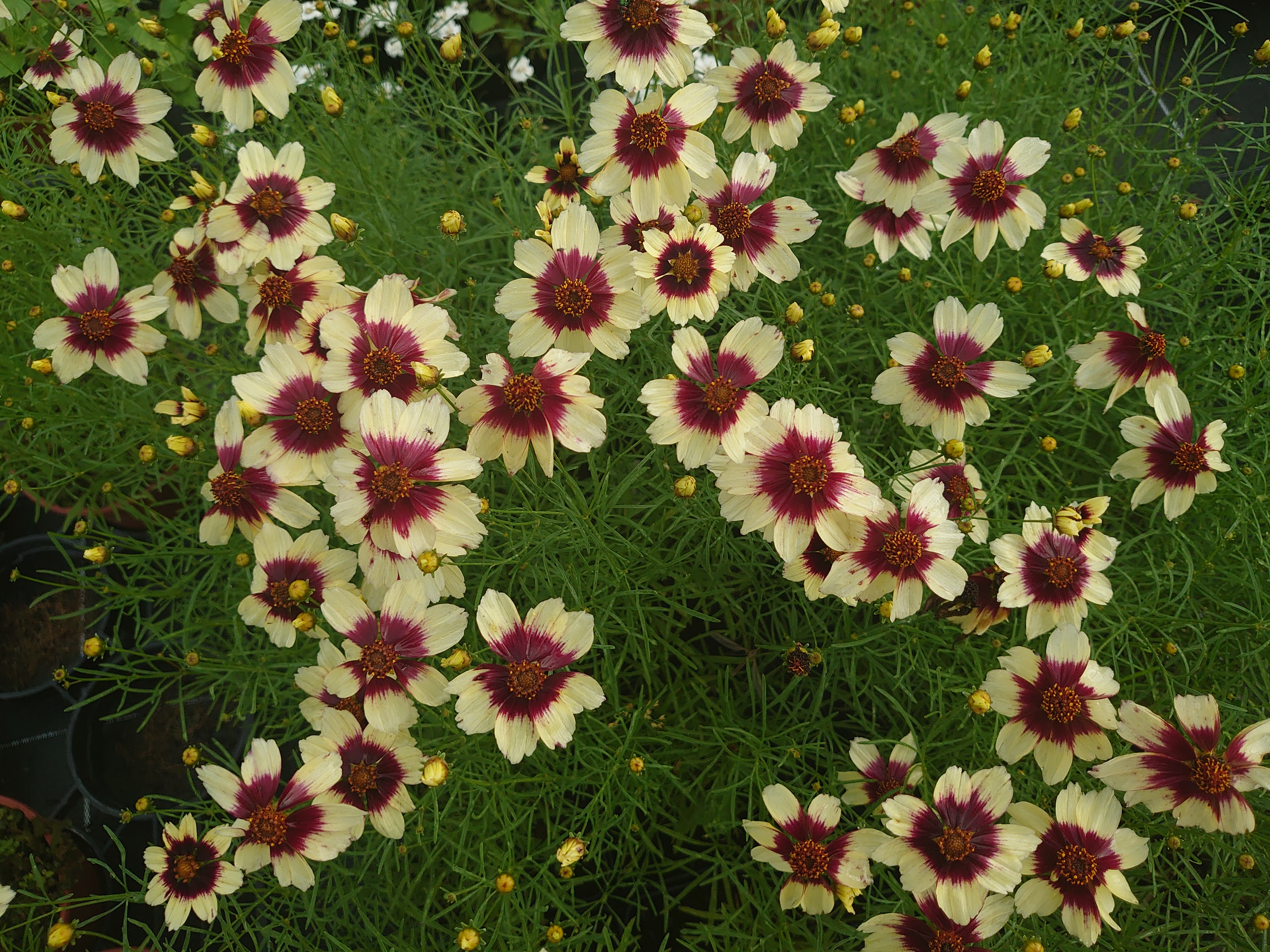 Passion Vivaces COREOPSIS verticillata Red Hot Vanilla pot 1L blanc