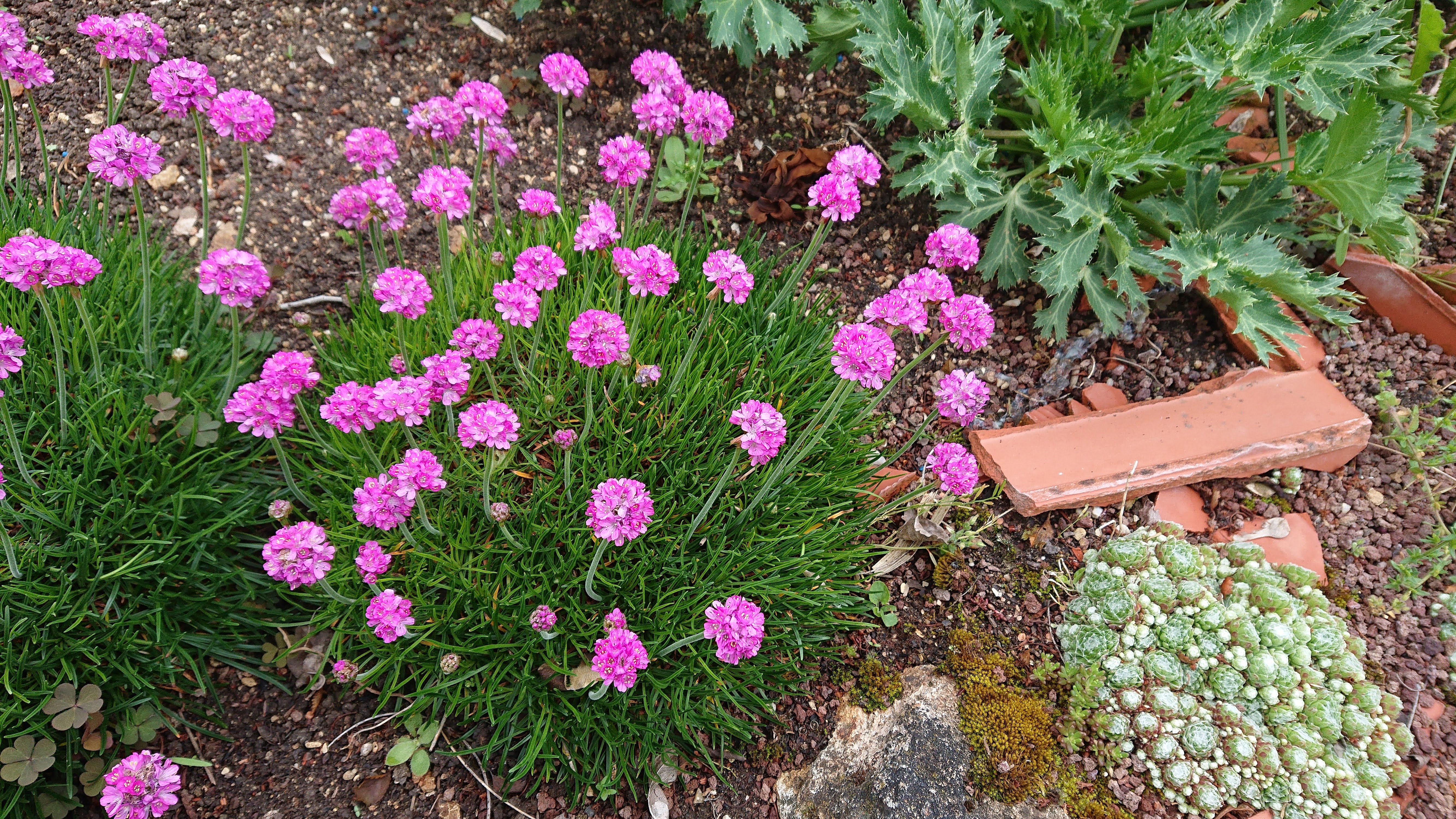 Passion Vivaces Armeria plante vivace godet coussin persistant